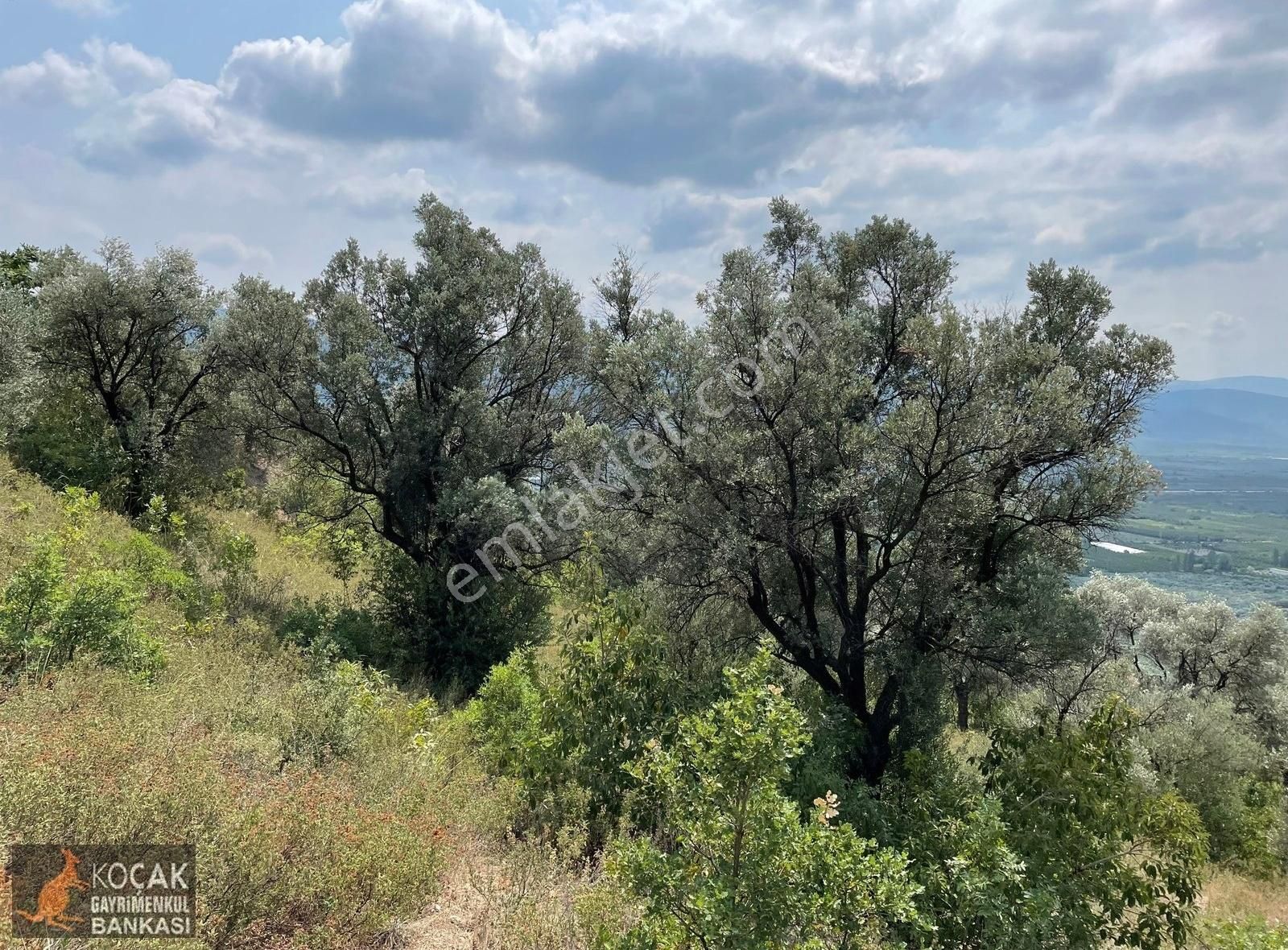 İznik Dereköy De Göl Manzaralı 16950 M2 Satılık Zeytin Bahçesi - Görsel 19