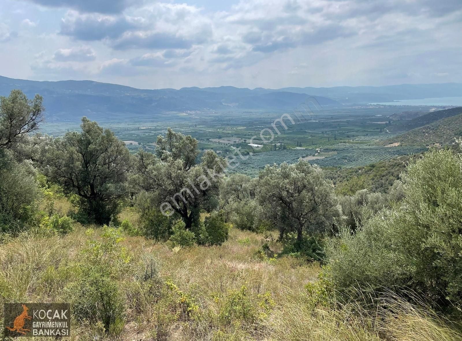 İznik Dereköy De Göl Manzaralı 16950 M2 Satılık Zeytin Bahçesi - Görsel 4