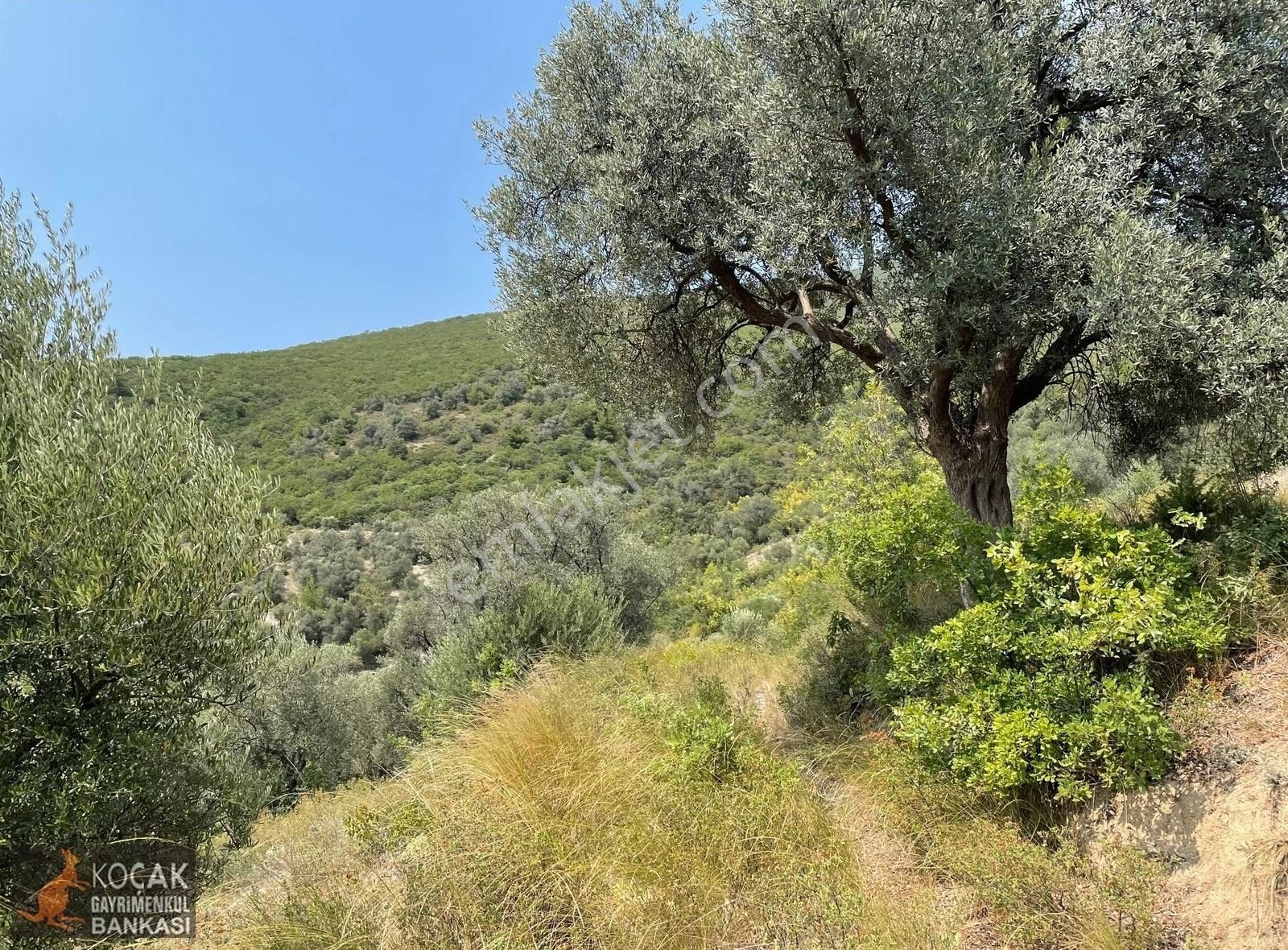 İznik Dereköy De Göl Manzaralı 16950 M2 Satılık Zeytin Bahçesi - Görsel 6