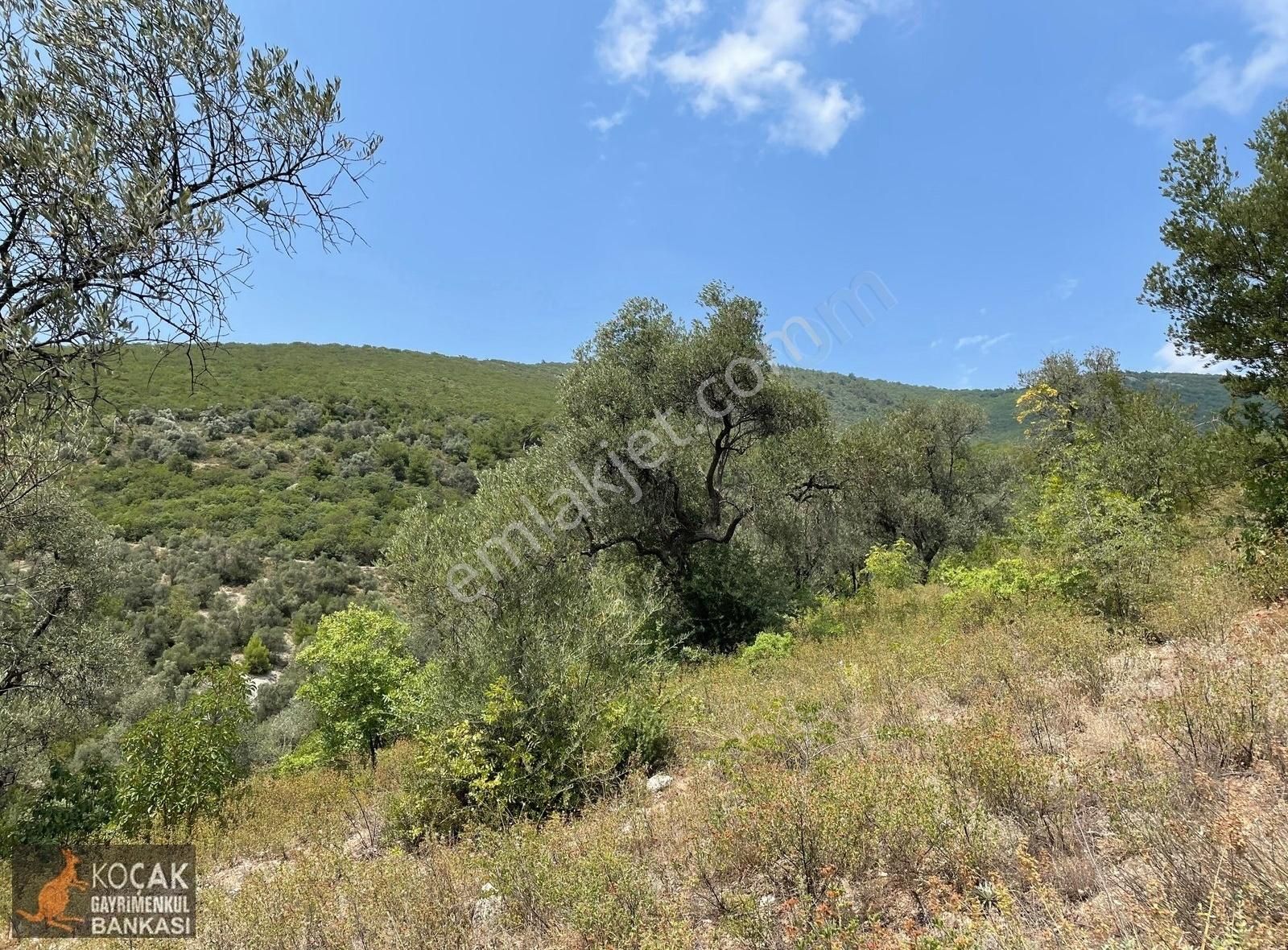 İznik Dereköy De Göl Manzaralı 16950 M2 Satılık Zeytin Bahçesi - Görsel 10
