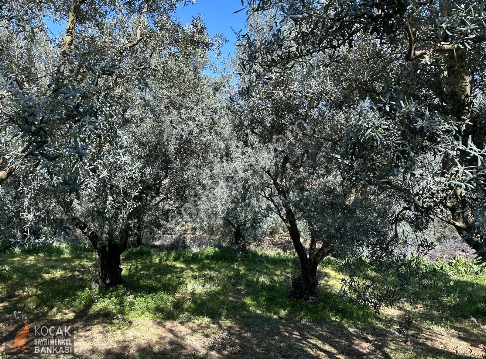 Çiçekli Mahallesi Köy Yanı İmara Yakın 1395 M2 Satılık Zeytinlik - Görsel 32