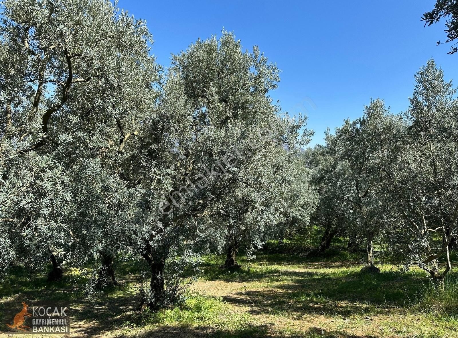 Çiçekli Mahallesi Köy Yanı İmara Yakın 1395 M2 Satılık Zeytinlik - Görsel 3