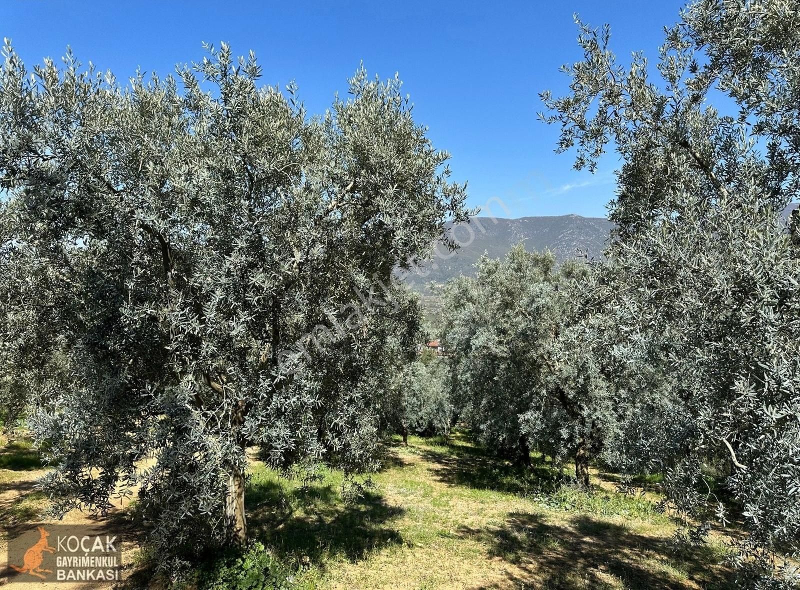 Çiçekli Mahallesi Köy Yanı İmara Yakın 1395 M2 Satılık Zeytinlik - Görsel 22