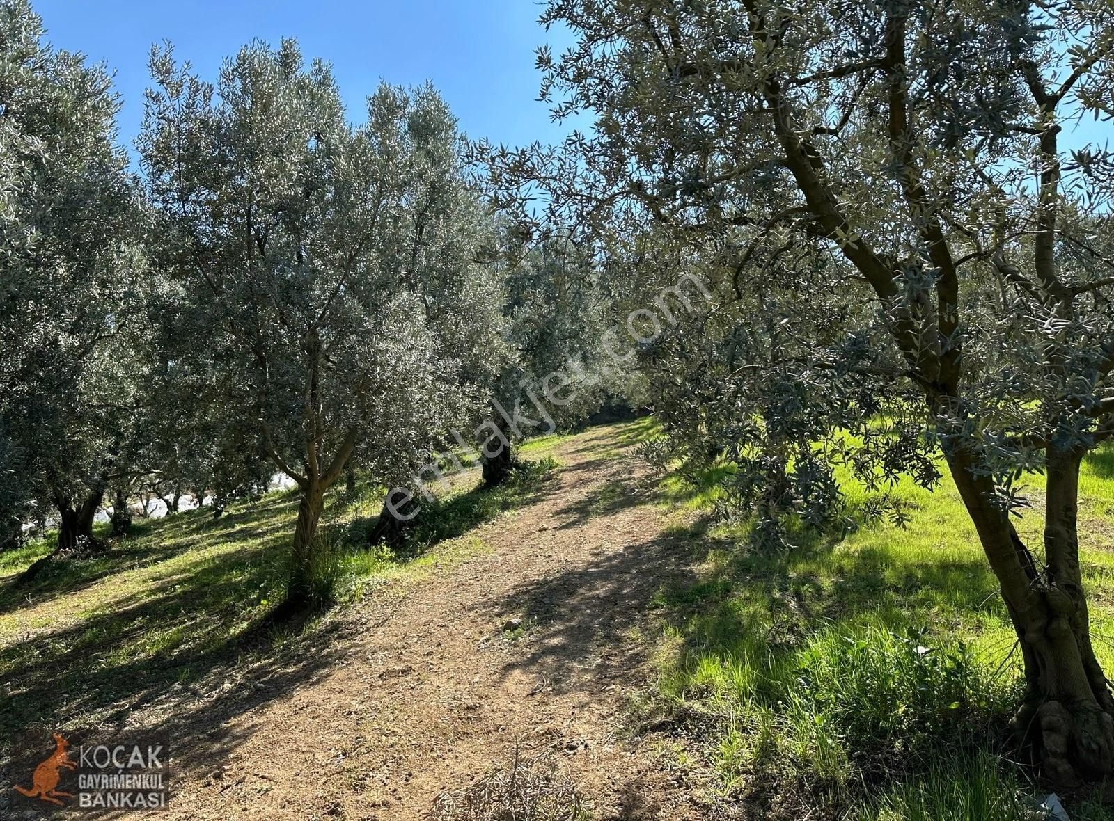 Çiçekli Mahallesi Köy Yanı İmara Yakın 1395 M2 Satılık Zeytinlik - Görsel 16