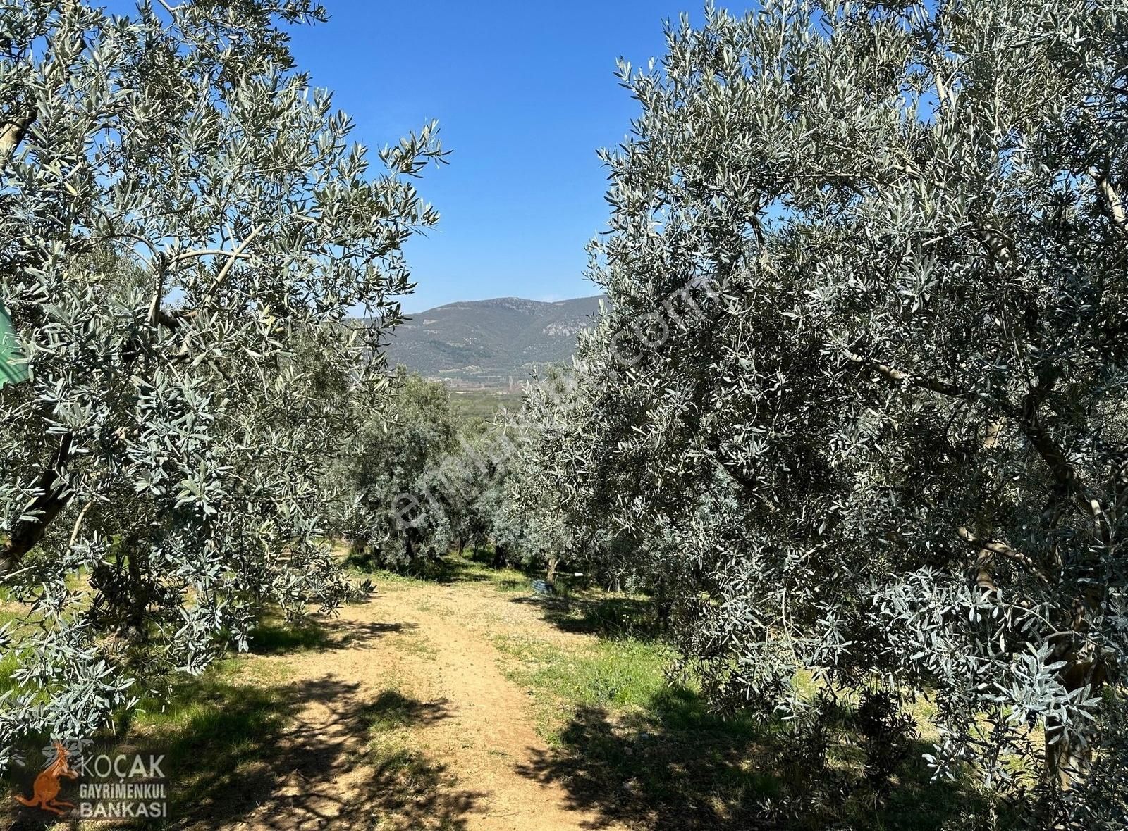 Çiçekli Mahallesi Köy Yanı İmara Yakın 1395 M2 Satılık Zeytinlik - Görsel 34