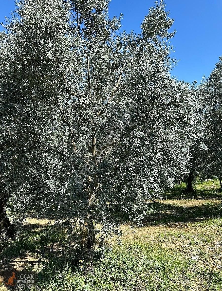 Çiçekli Mahallesi Köy Yanı İmara Yakın 1395 M2 Satılık Zeytinlik - Görsel 5