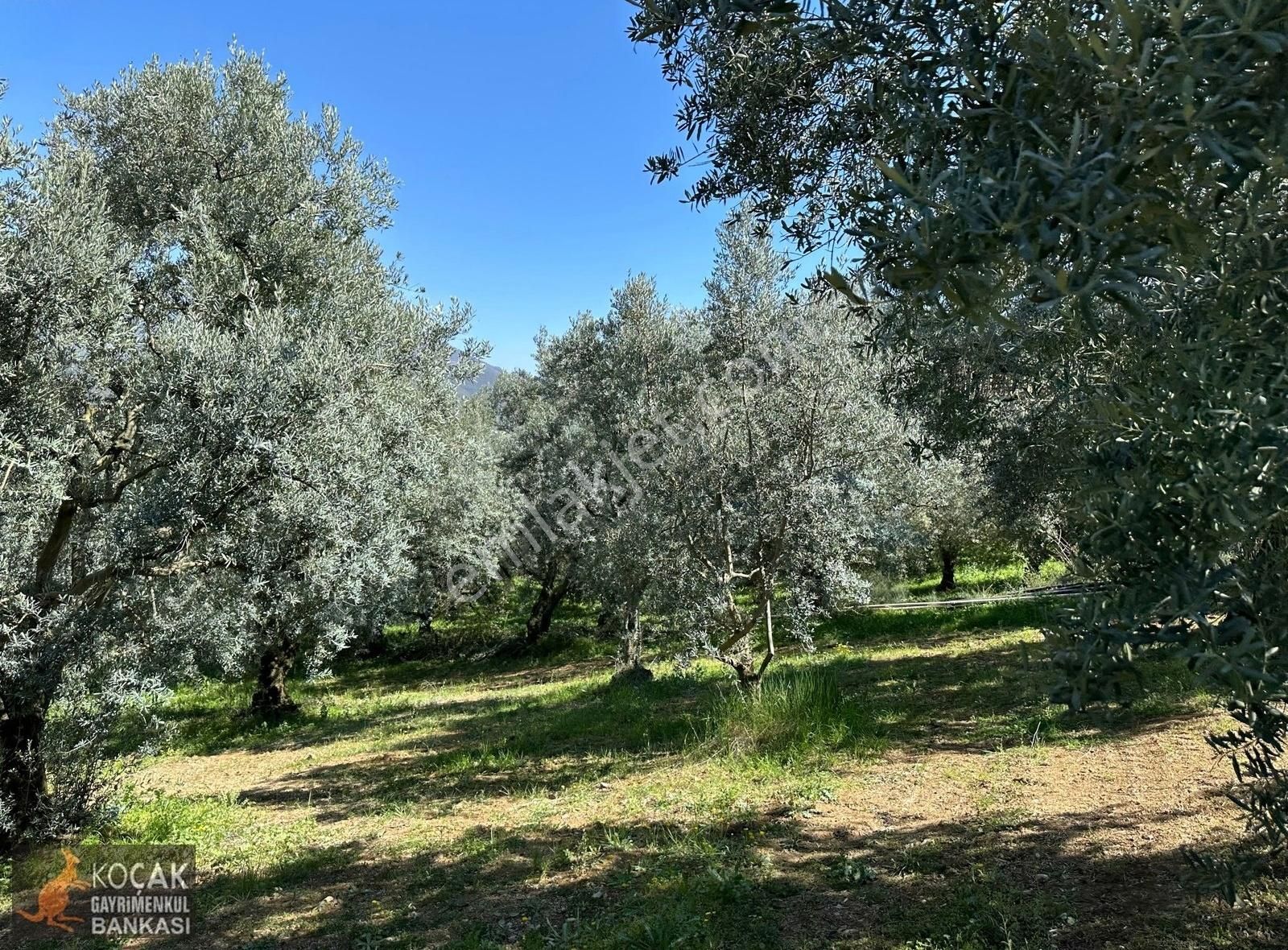 Çiçekli Mahallesi Köy Yanı İmara Yakın 1395 M2 Satılık Zeytinlik - Görsel 18
