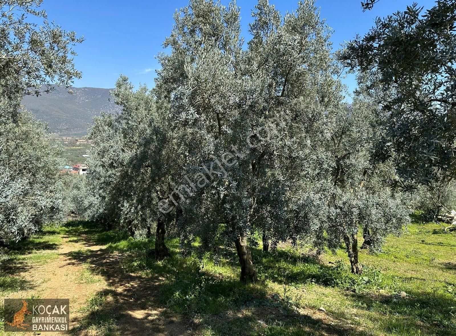 Çiçekli Mahallesi Köy Yanı İmara Yakın 1395 M2 Satılık Zeytinlik - Görsel 26