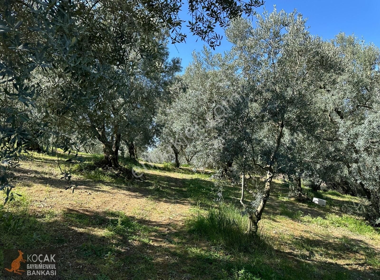 Çiçekli Mahallesi Köy Yanı İmara Yakın 1395 M2 Satılık Zeytinlik - Görsel 27