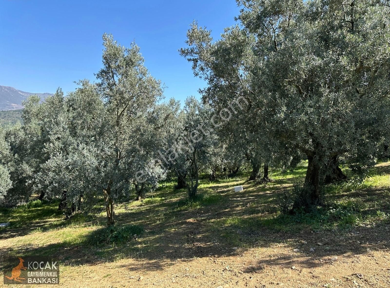 Çiçekli Mahallesi Köy Yanı İmara Yakın 1395 M2 Satılık Zeytinlik - Görsel 33