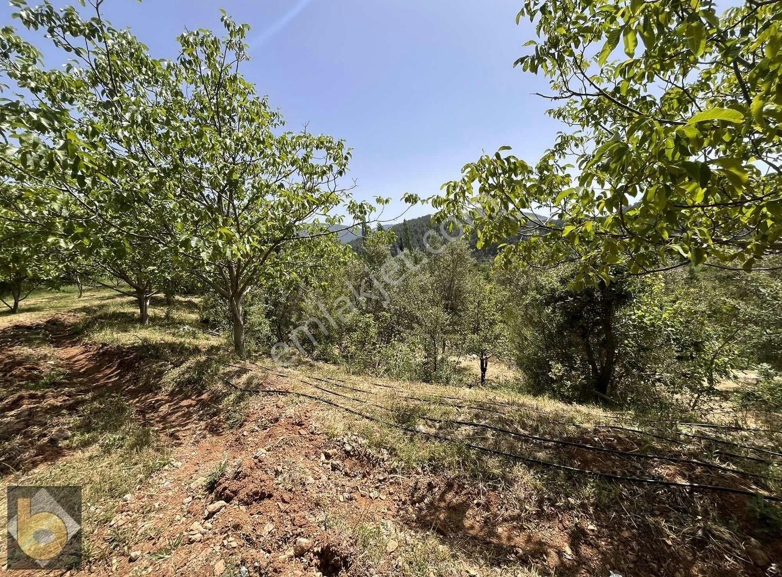 Fethıye Nıfte 1021 M2 Müstakil Tapulu Yetişkin Ağaçlı - Görsel 8