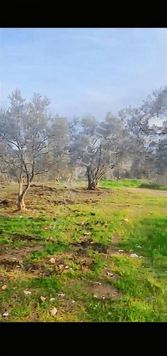 Pek Emlaktan Ayakkıkırında2150m2 Köye Çokyakın Satılık Zeytinlik - Görsel 12
