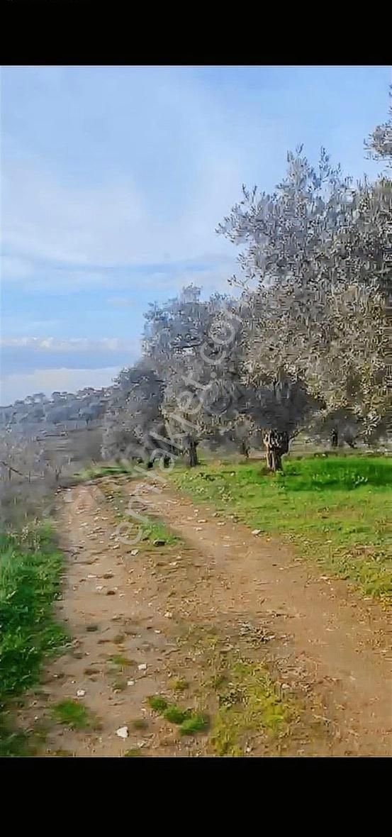 Pek Emlaktan Ayakkıkırında2150m2 Köye Çokyakın Satılık Zeytinlik - Görsel 10