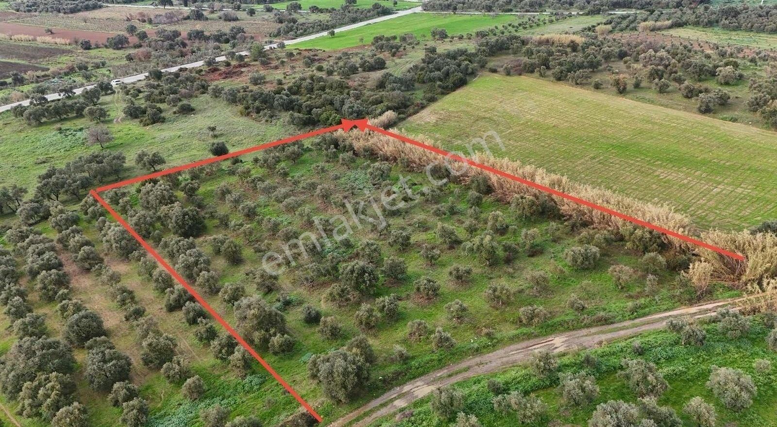 Pek Emlaktan 4800 M2 Satılık Düz Ve Verimli Zeytin Bahçesi
