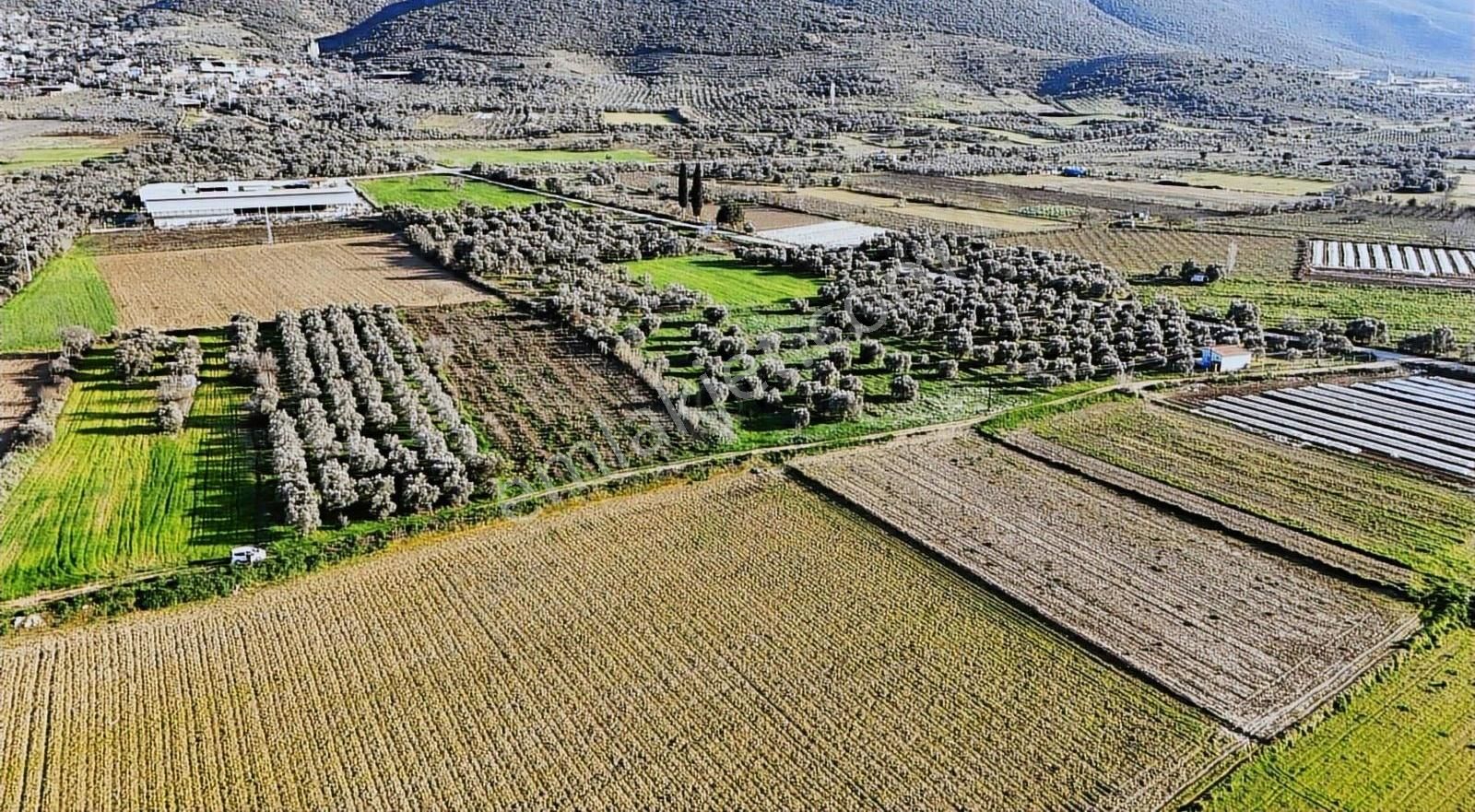 Pek Emlaktan Tire Yenioba Da 4400 M2 Muazzam Bir Zeytinlik - Görsel 5