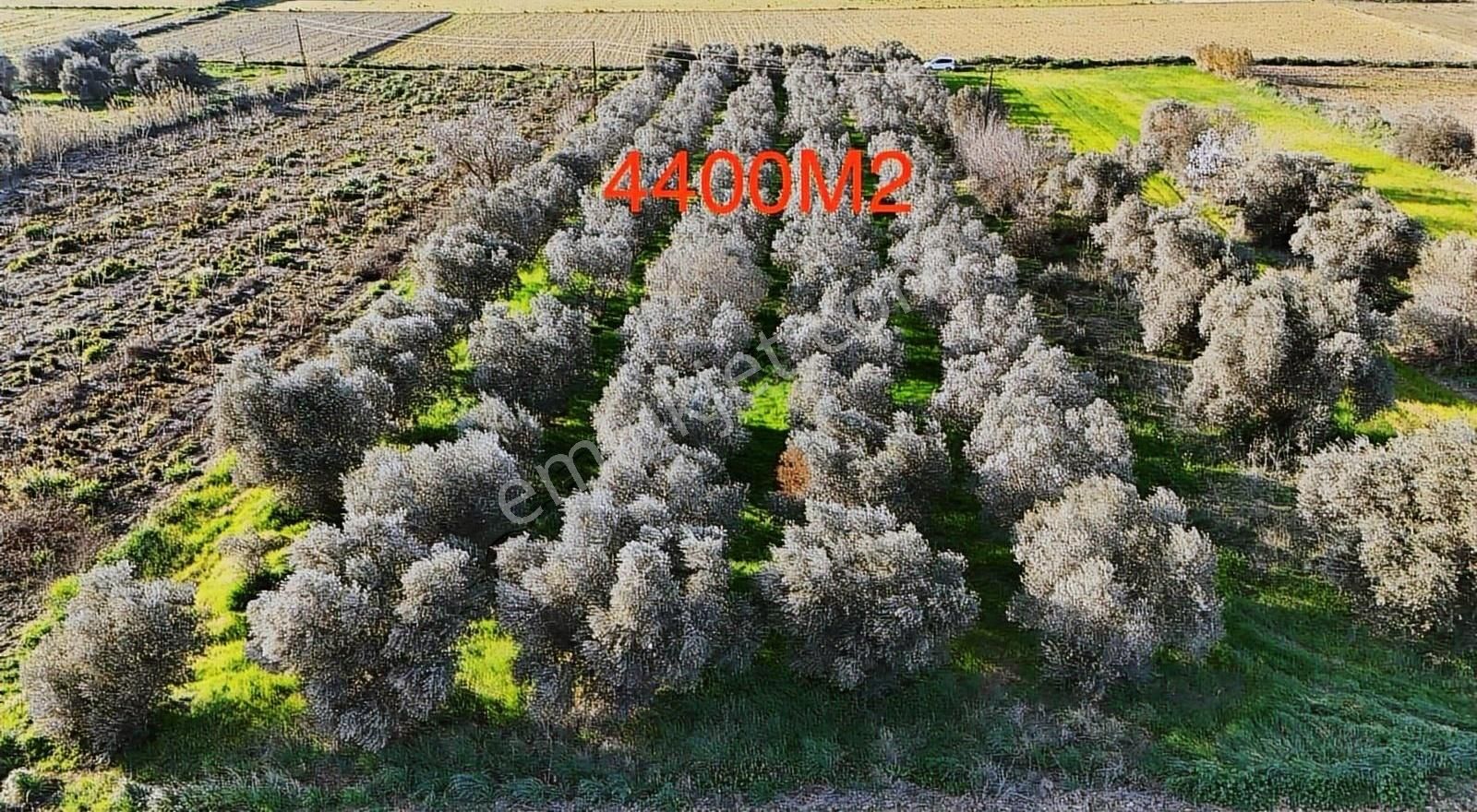Pek Emlaktan Tire Yenioba Da 4400 M2 Muazzam Bir Zeytinlik - Görsel 8