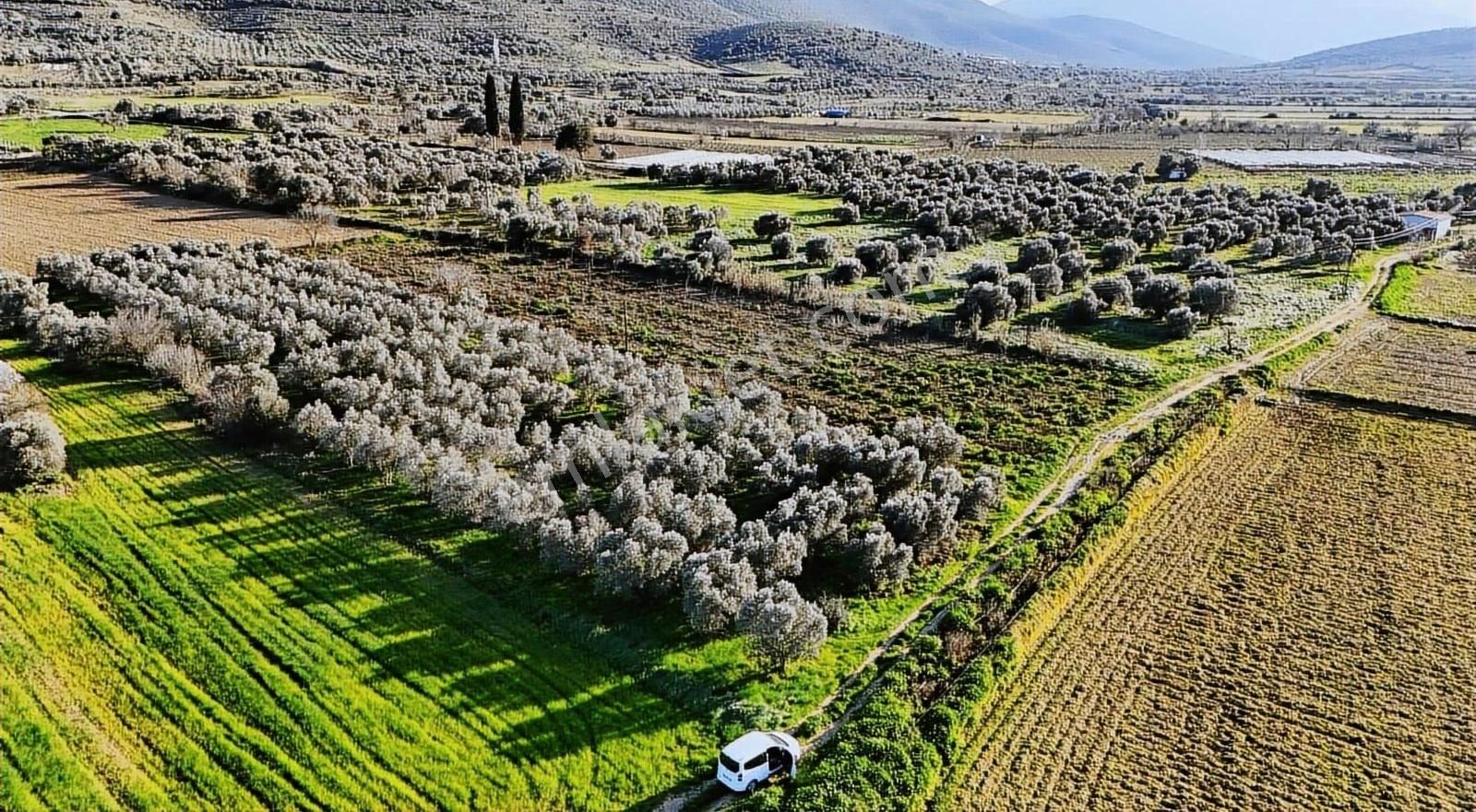 Pek Emlaktan Tire Yenioba Da 4400 M2 Muazzam Bir Zeytinlik - Görsel 10