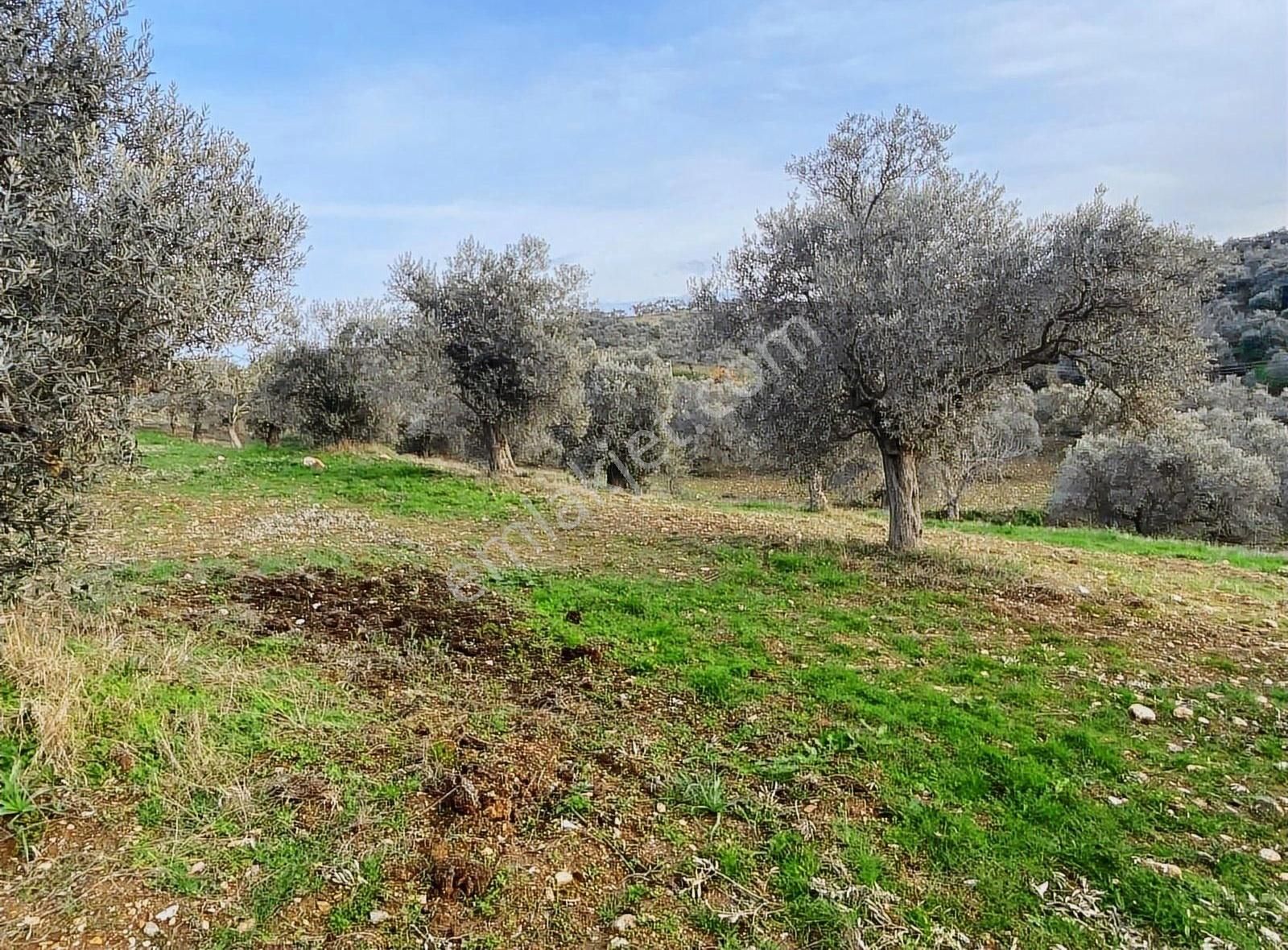 Pek Emlaktan Muhteşem Bir Doğa Ve Yaşam Sizi Beyliyor - Görsel 11