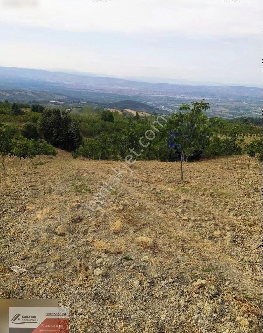 İnegöl Dipsizgölde 14 Dönüm Kupon Ceviz Bahçesi - Görsel 5