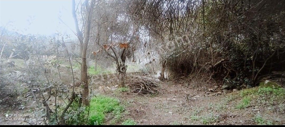 Milas Selimiye Etrenli'de Köyiçi Satılık Arsa - Görsel 4