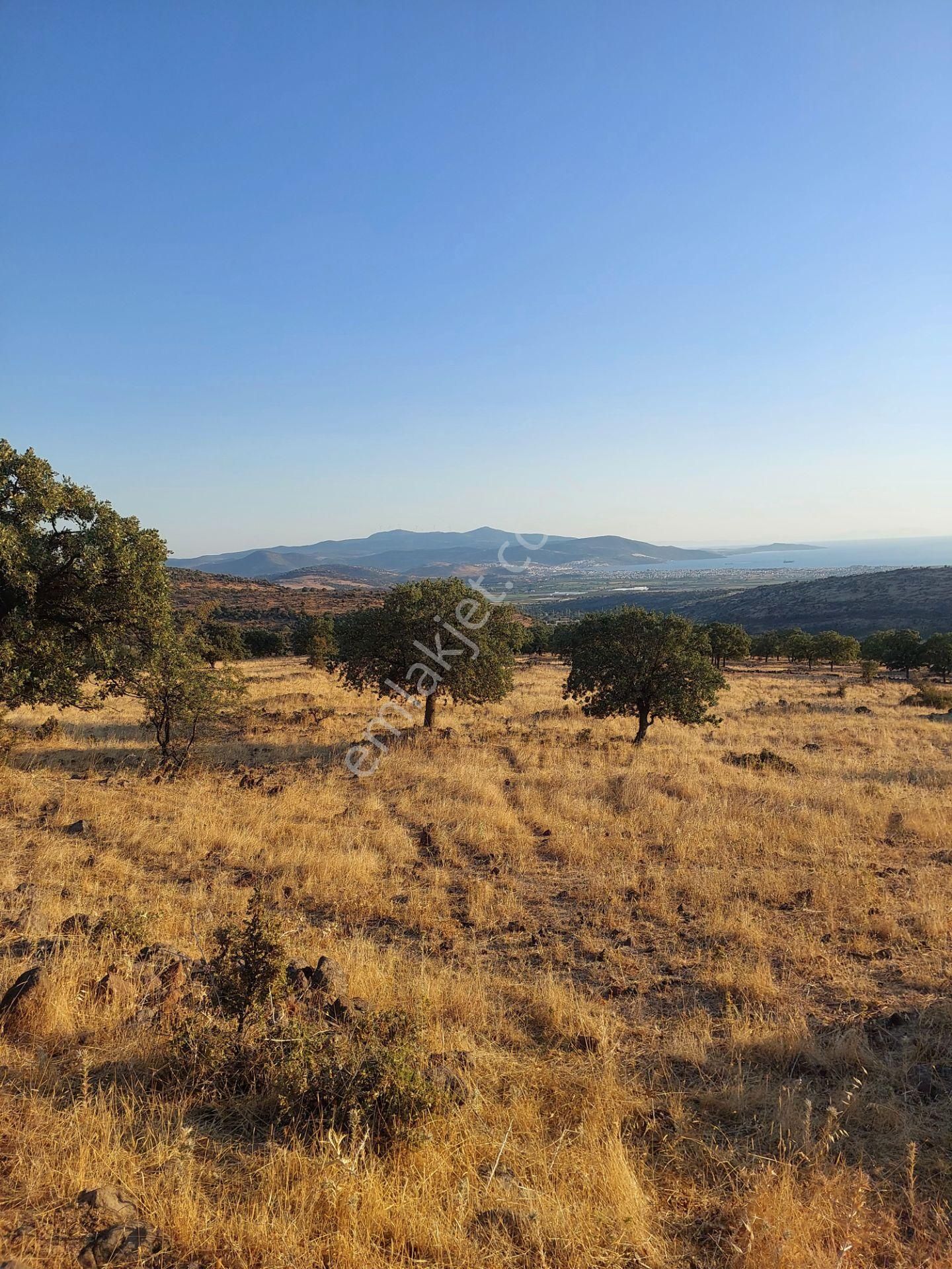 İzmir Dikili Kızılçukurda Satılık Muhteşem Deniz Manzaralı Tarla - Görsel 8