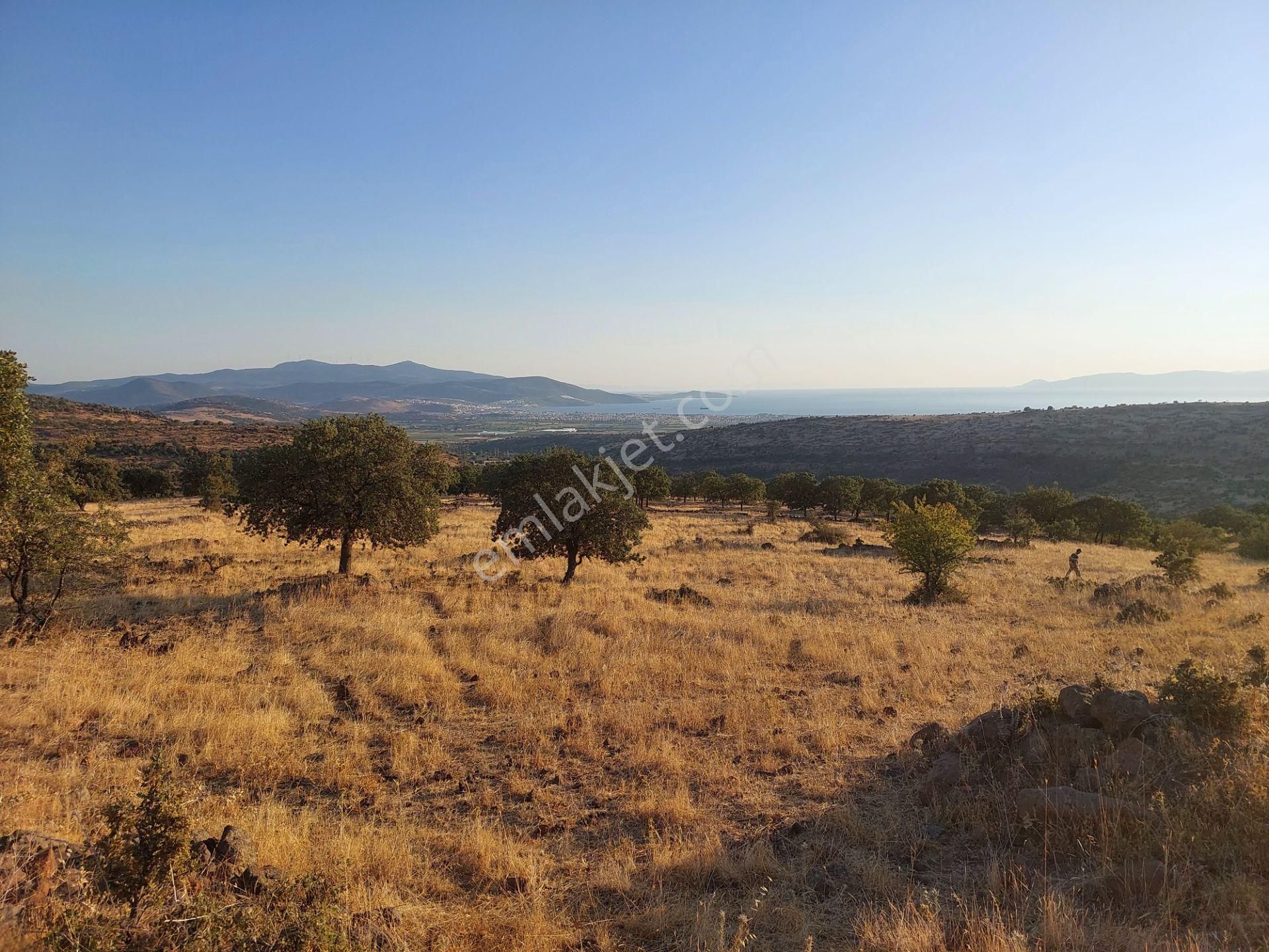 İzmir Dikili Kızılçukurda Satılık Muhteşem Deniz Manzaralı Tarla - Görsel 4