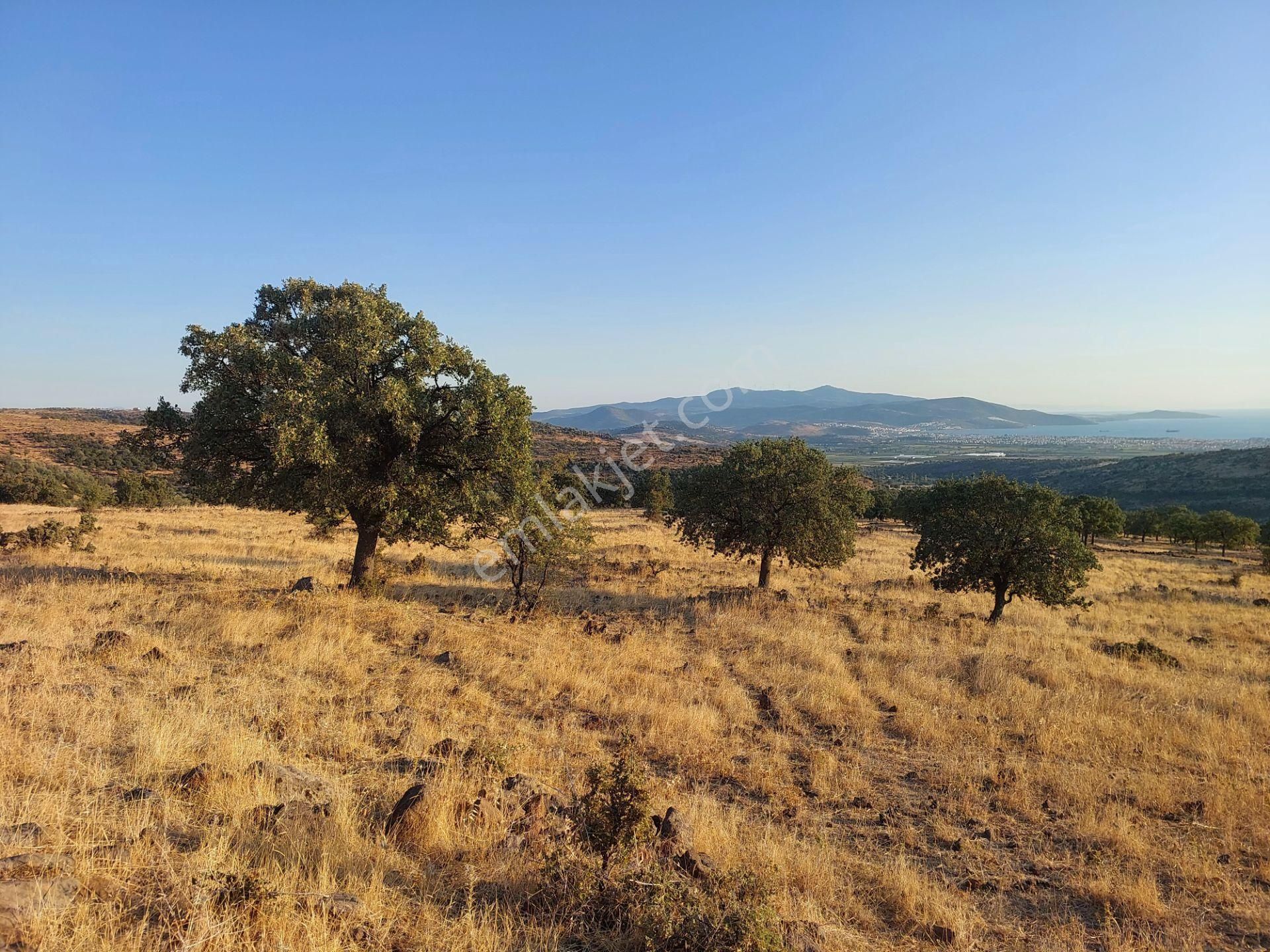 İzmir Dikili Kızılçukurda Satılık Muhteşem Deniz Manzaralı Tarla - Görsel 5