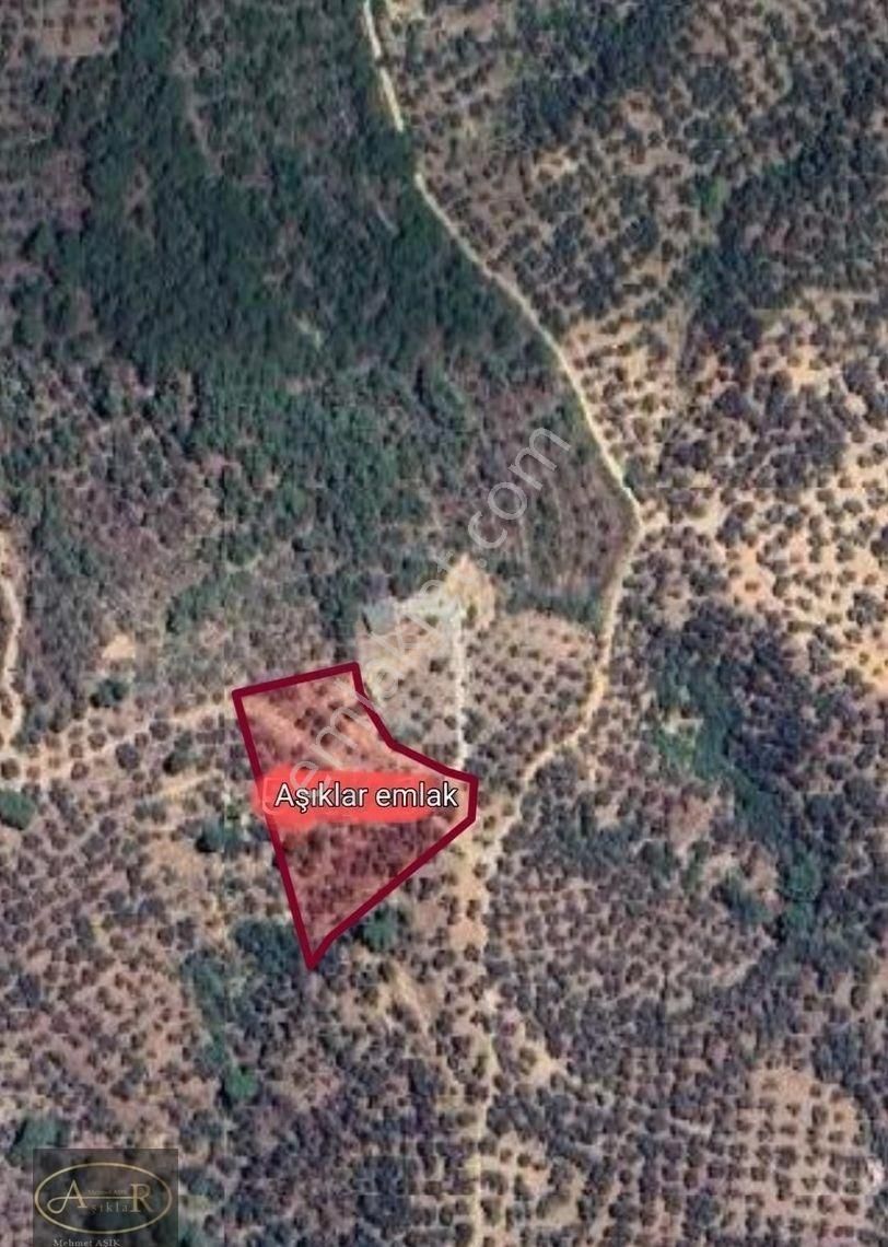 Balıkesir Edremit Güre Satılık Zeytinlik - Görsel 6