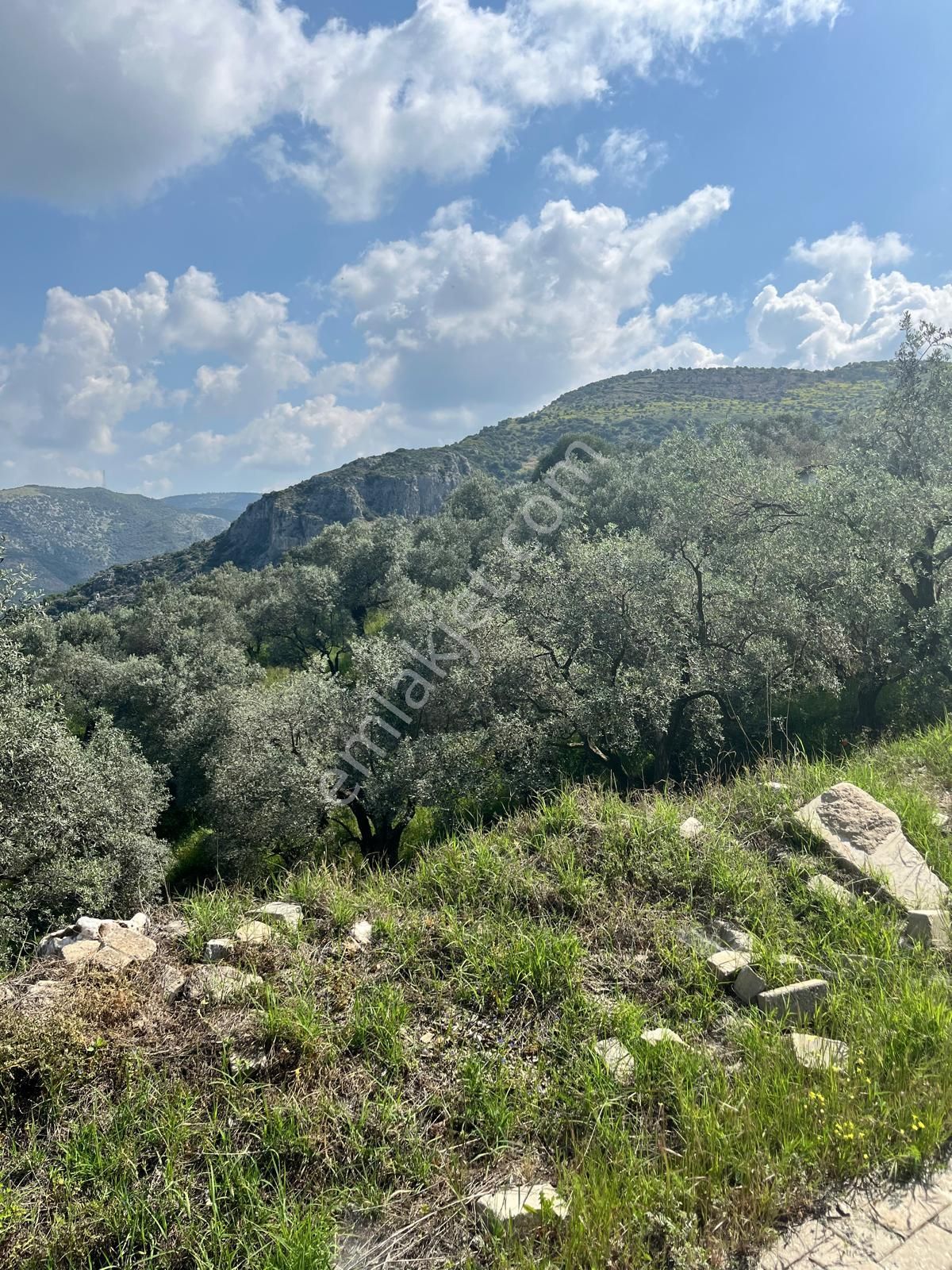 Şirince Yolunda 12.582m2 Satılık Zeytinlik - Görsel 20