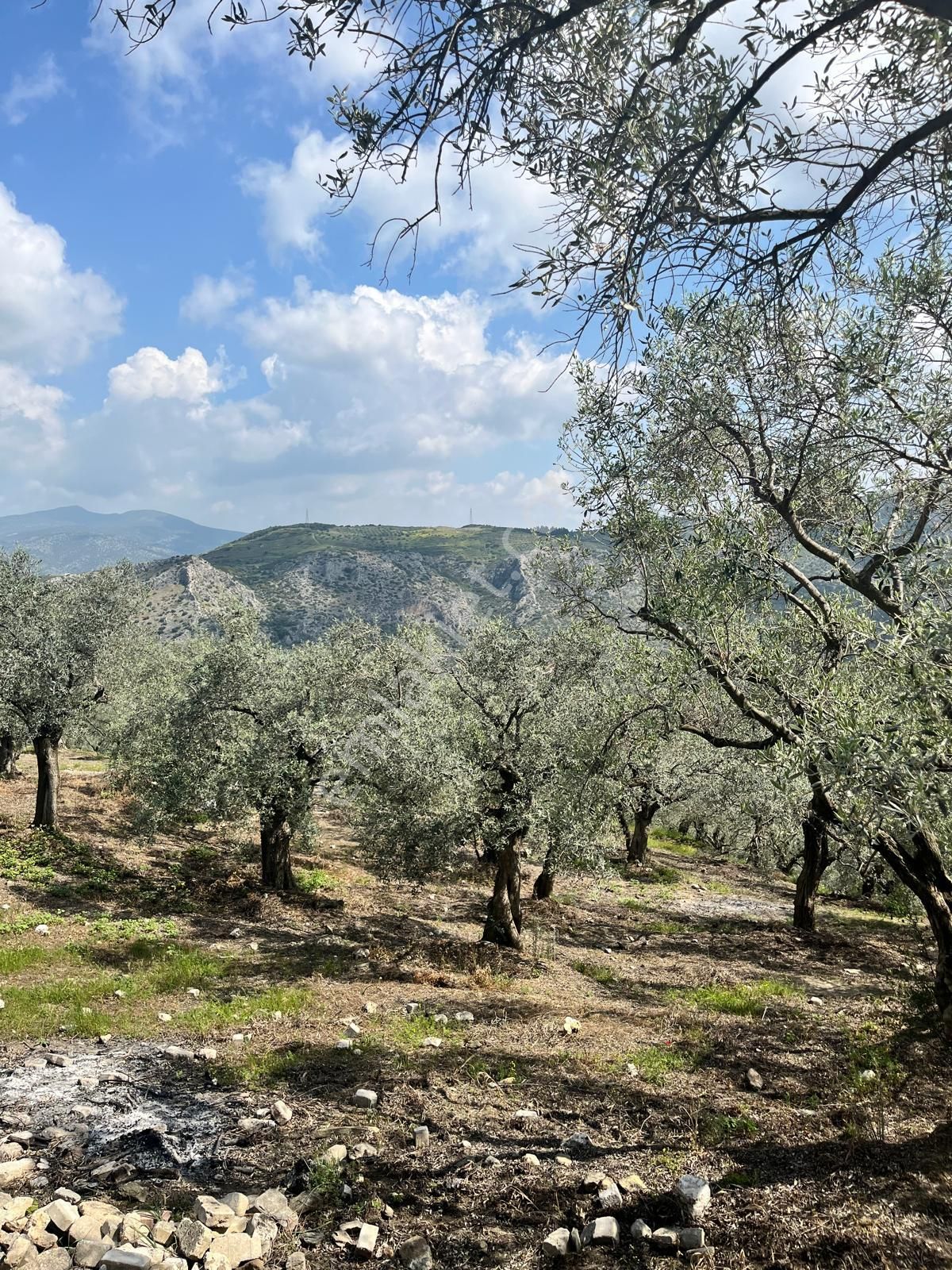 Şirince Yolunda 12.582m2 Satılık Zeytinlik - Görsel 18