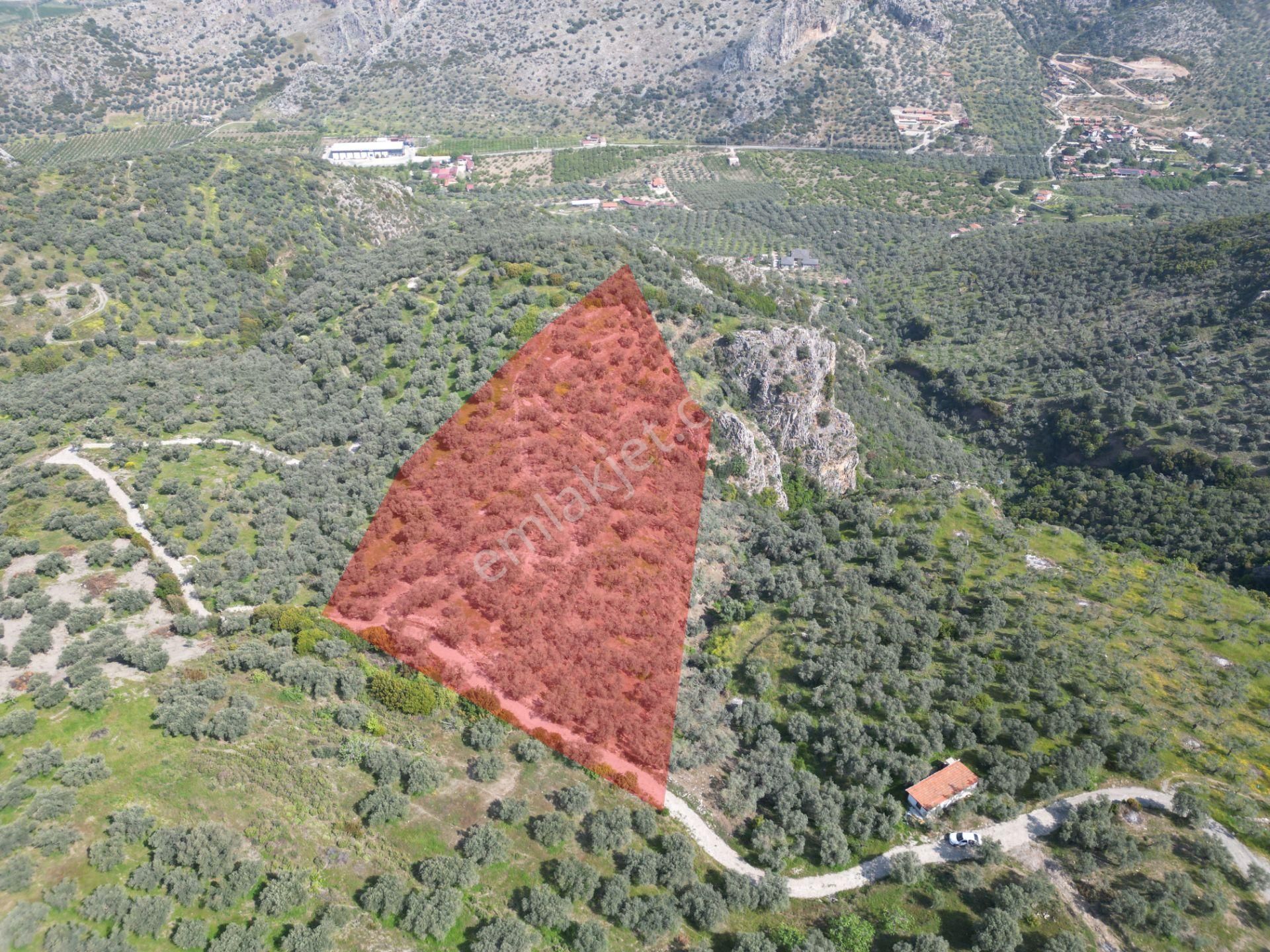 Şirince Yolunda 12.582m2 Satılık Zeytinlik