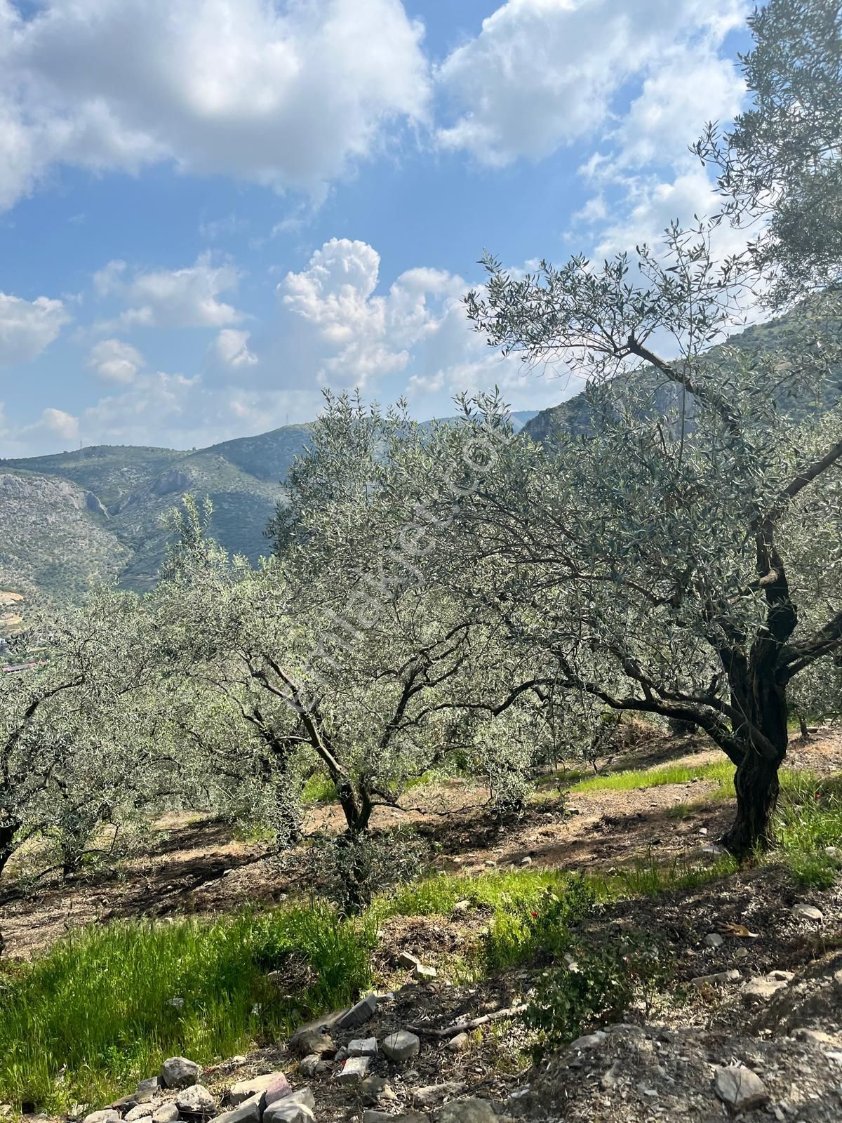 Şirince Yolunda 12.582m2 Satılık Zeytinlik - Görsel 16