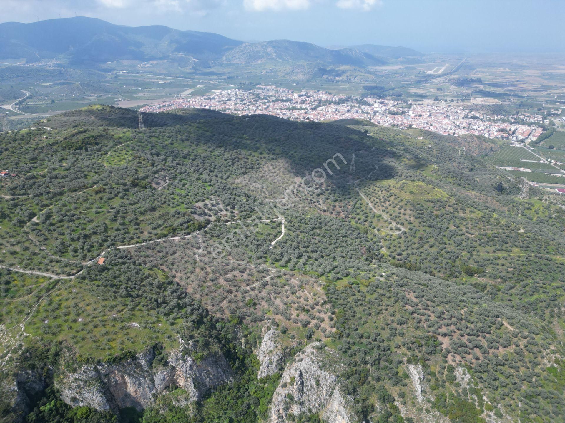 Şirince Yolunda 12.582m2 Satılık Zeytinlik - Görsel 14