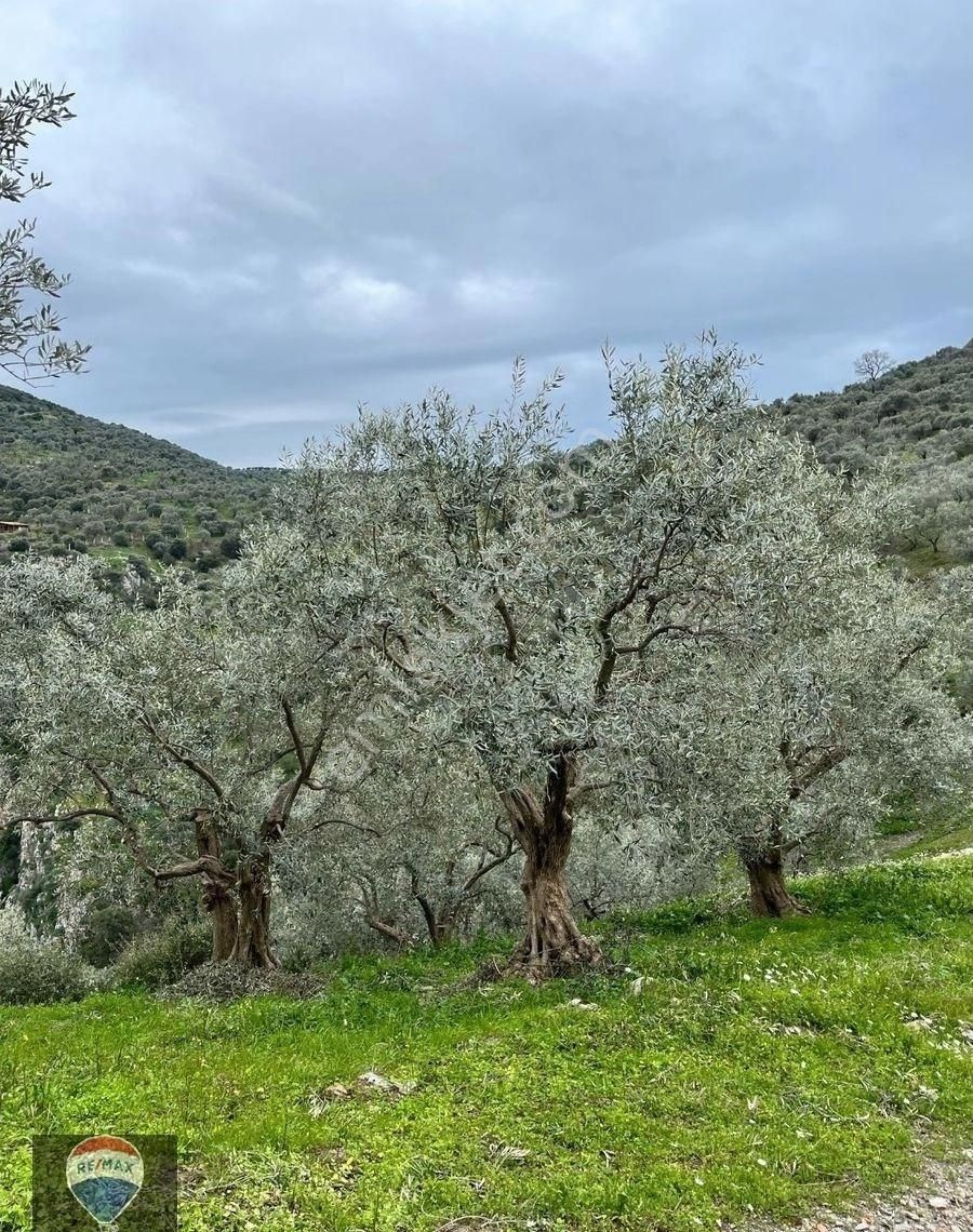Şirince Yolunda 12.582m2 Satılık Zeytinlik - Görsel 5