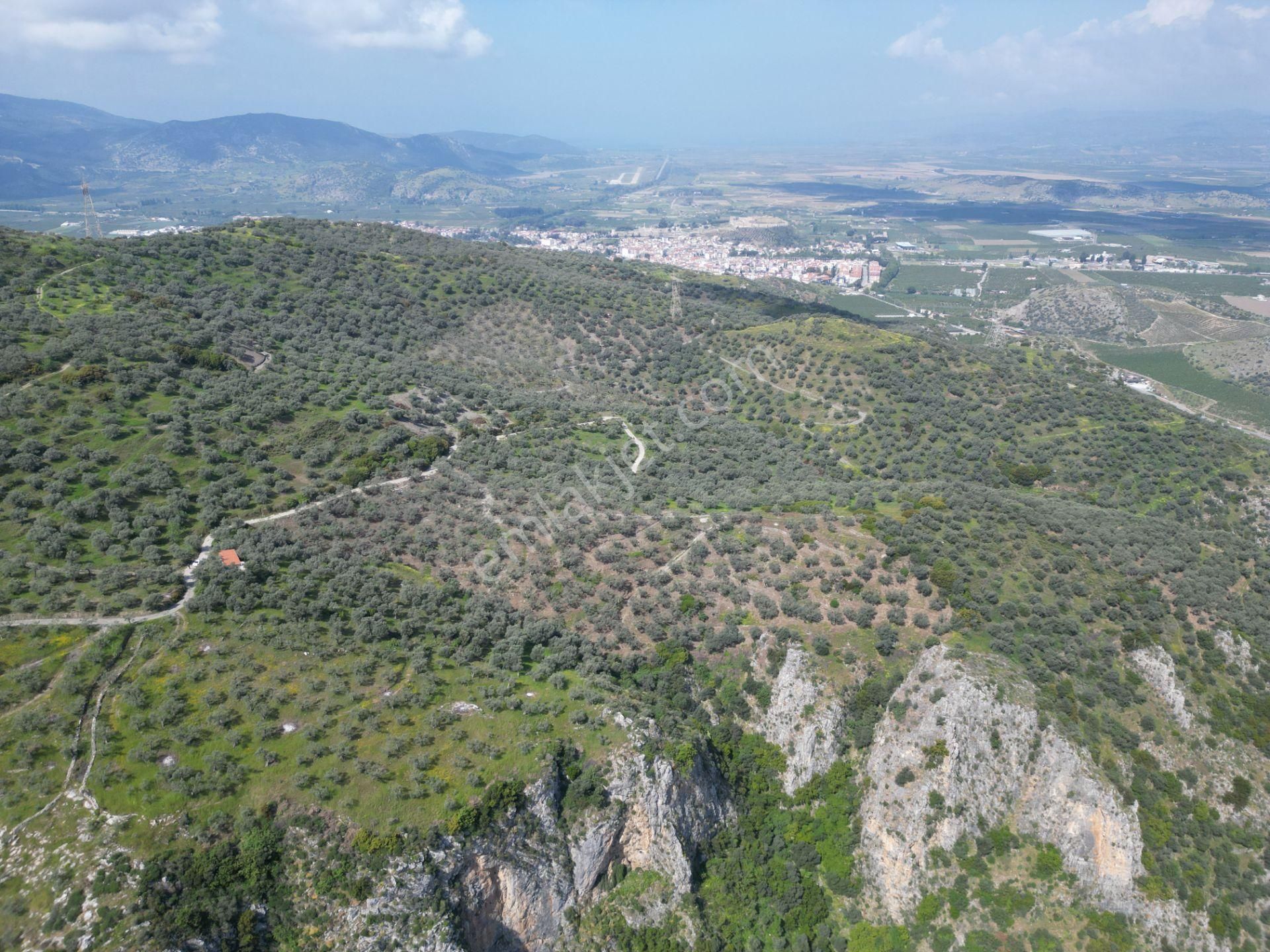 Şirince Yolunda 12.582m2 Satılık Zeytinlik - Görsel 11