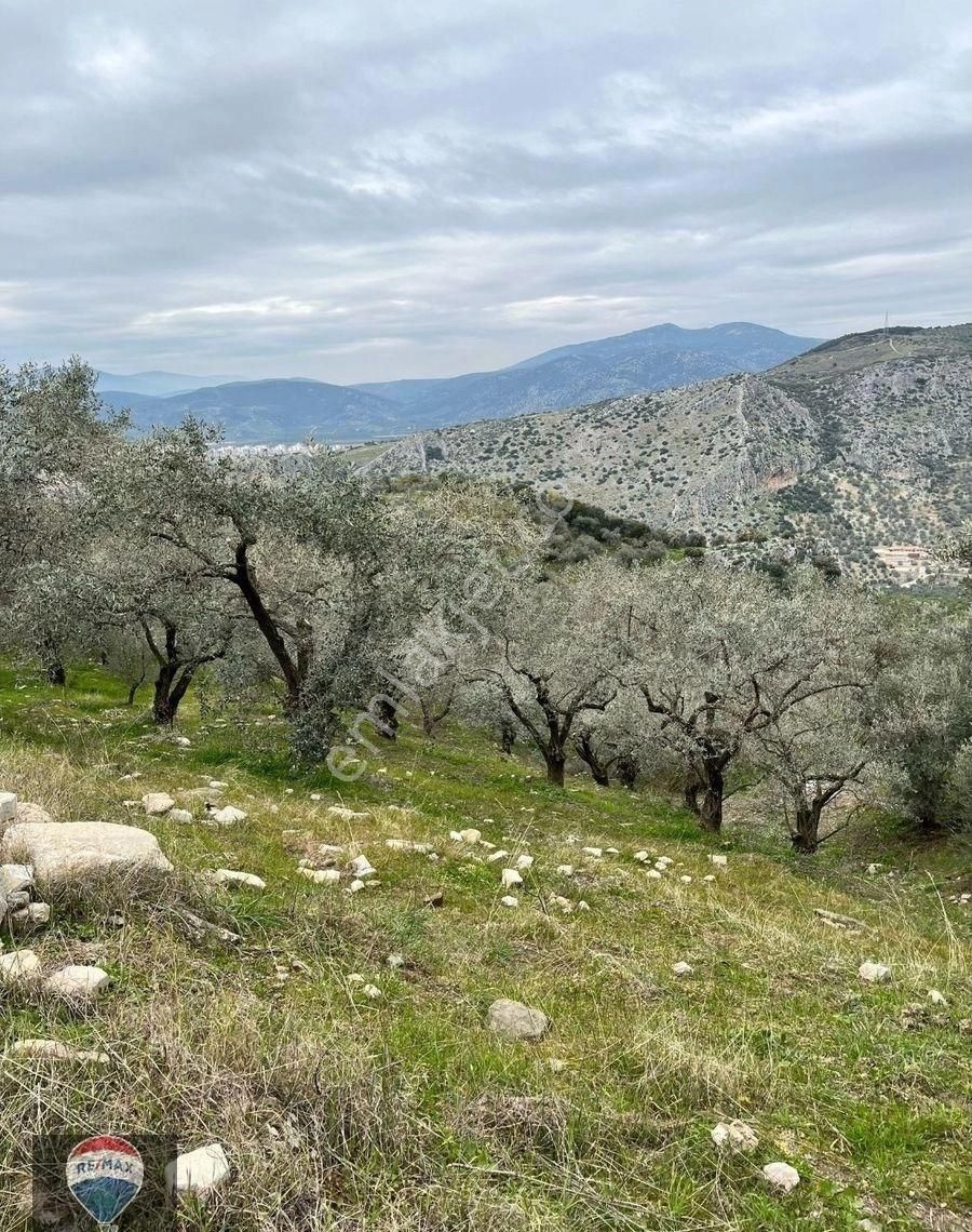 Şirince Yolunda 12.582m2 Satılık Zeytinlik - Görsel 2
