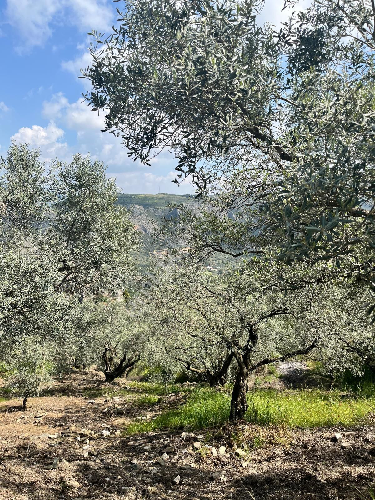 Şirince Yolunda 12.582m2 Satılık Zeytinlik - Görsel 15