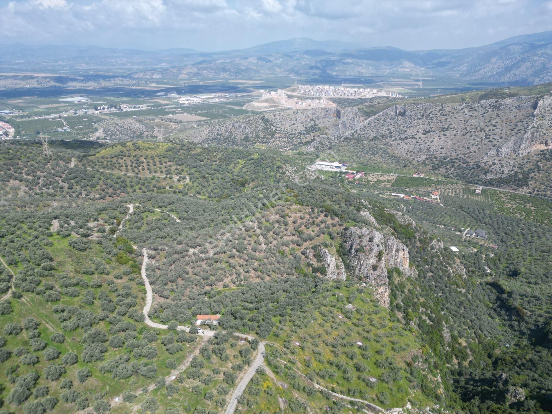 Şirince Yolunda 12.582m2 Satılık Zeytinlik - Görsel 10