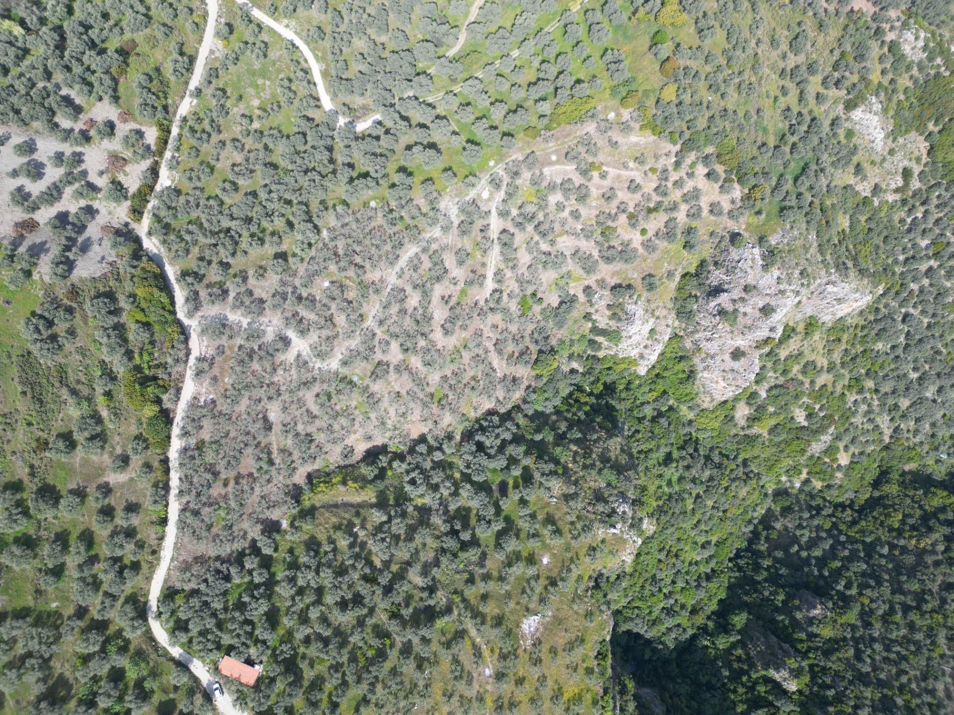 Şirince Yolunda 12.582m2 Satılık Zeytinlik - Görsel 13