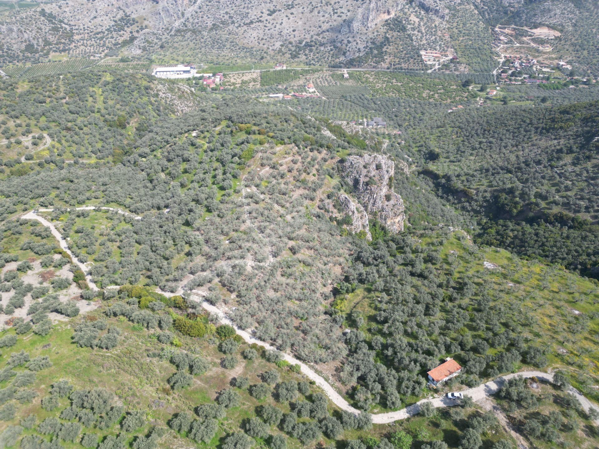 Şirince Yolunda 12.582m2 Satılık Zeytinlik - Görsel 9