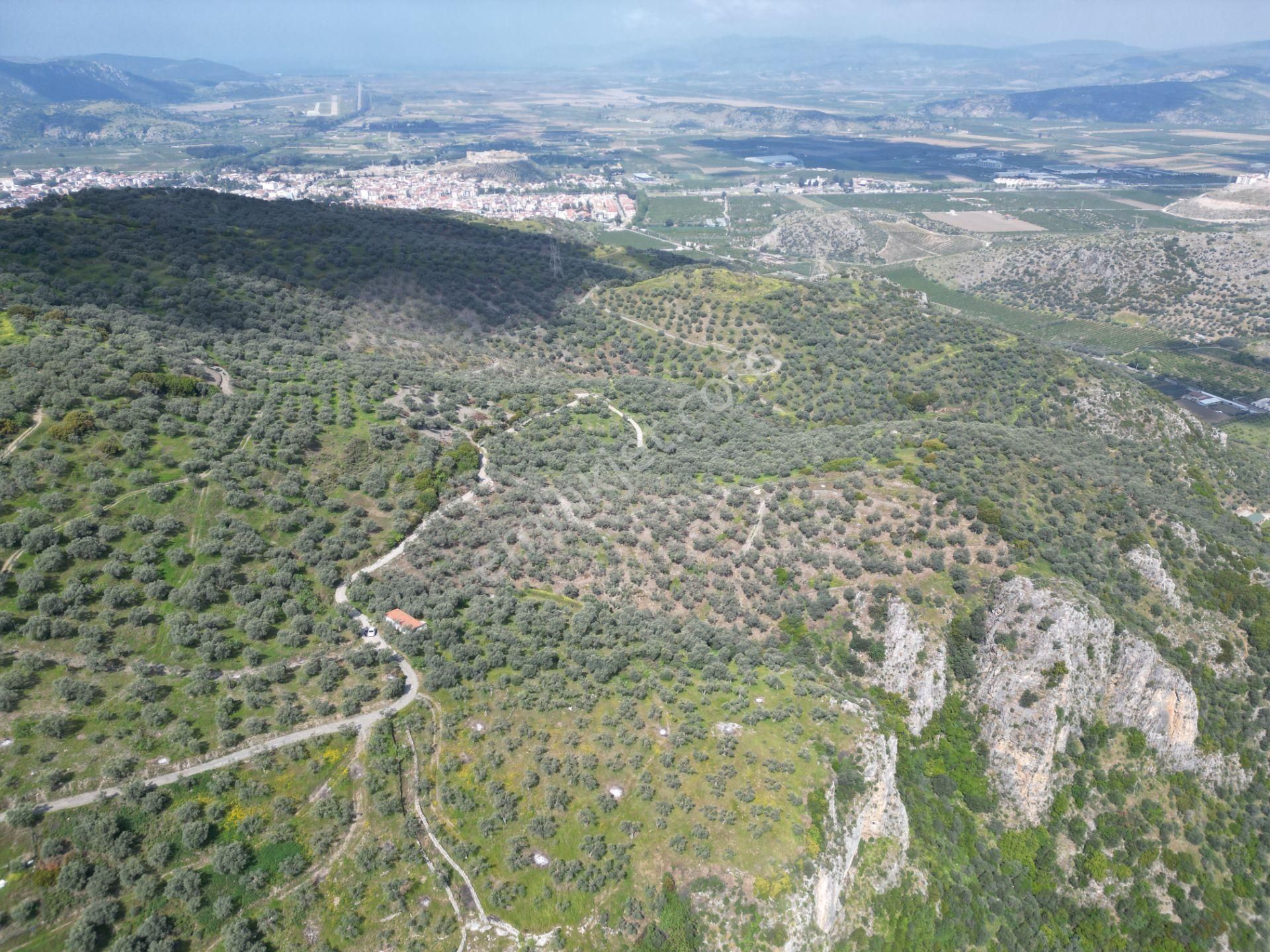 Şirince Yolunda 12.582m2 Satılık Zeytinlik - Görsel 12