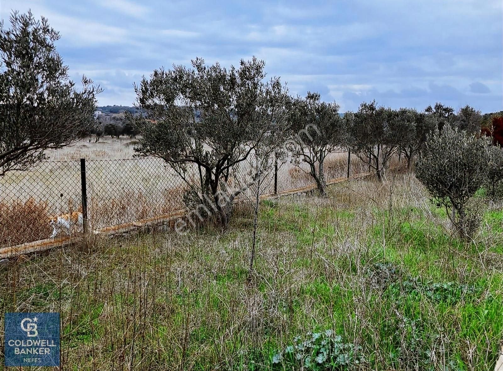 Bozcaada Papazbahçe Mevkiinde 2 Dönüm İçinde Satılık Taş Bağ Evi - Görsel 23