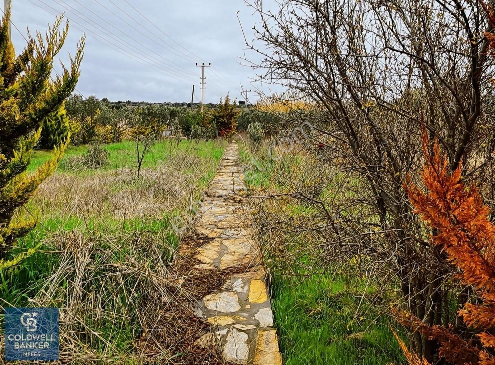 Bozcaada Papazbahçe Mevkiinde 2 Dönüm İçinde Satılık Taş Bağ Evi - Görsel 26