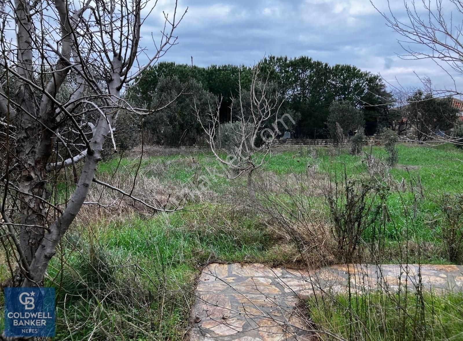 Bozcaada Papazbahçe Mevkiinde 2 Dönüm İçinde Satılık Taş Bağ Evi - Görsel 3