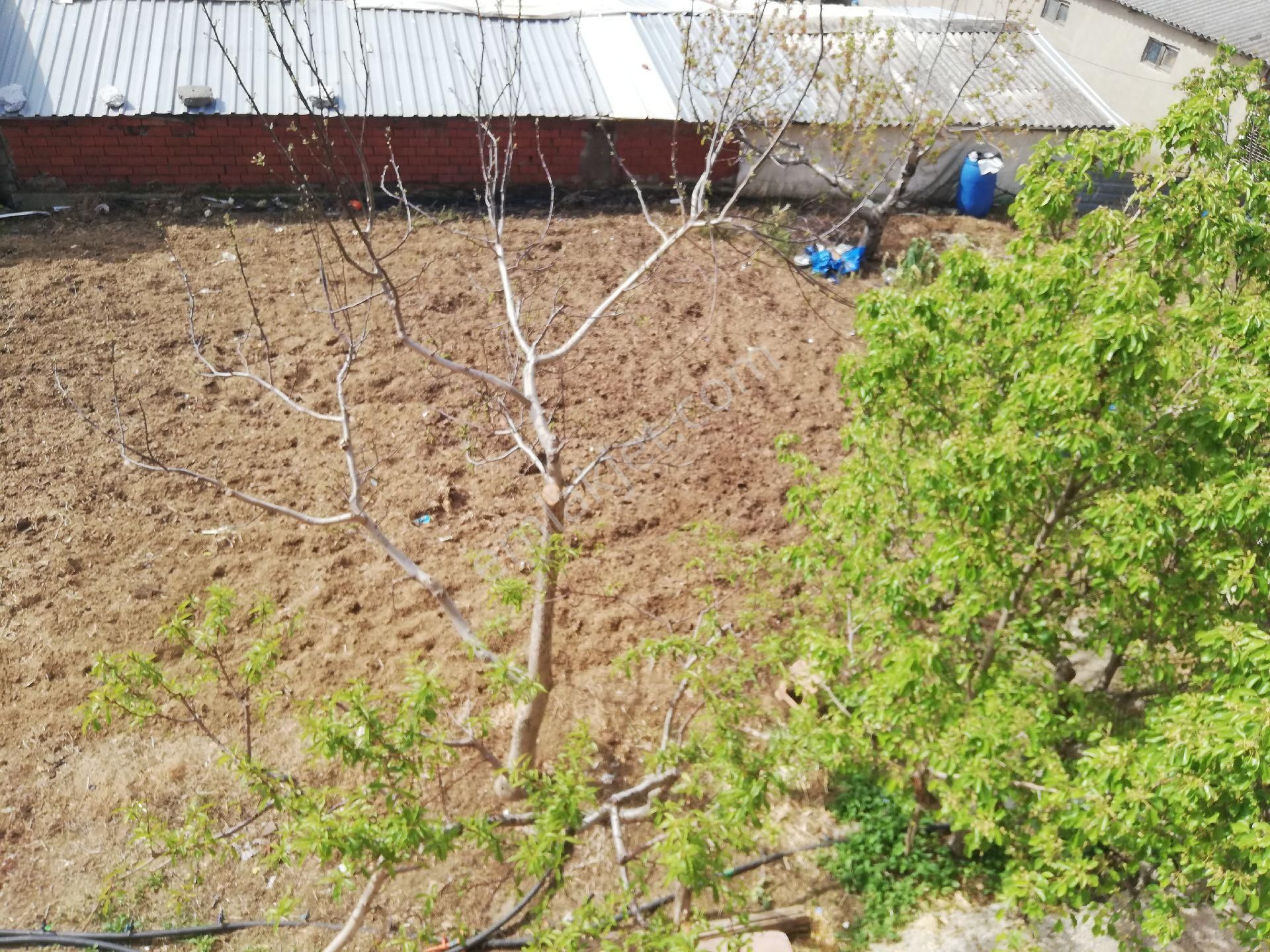 Bandırma Erikli Köyü Satılık Çiftlik Evi