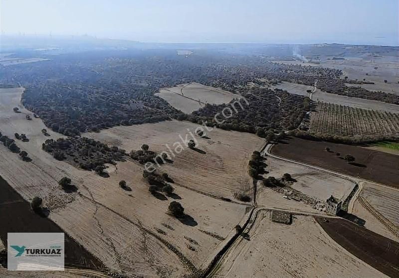 Çanakkale Ezine Mahmudiyede Bitişik 770 Dönüm Arazi
