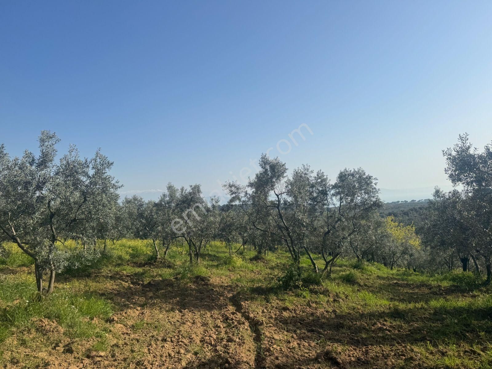 Kumla Konak Emlak'tan Satılık Zeytinlik - Görsel 7
