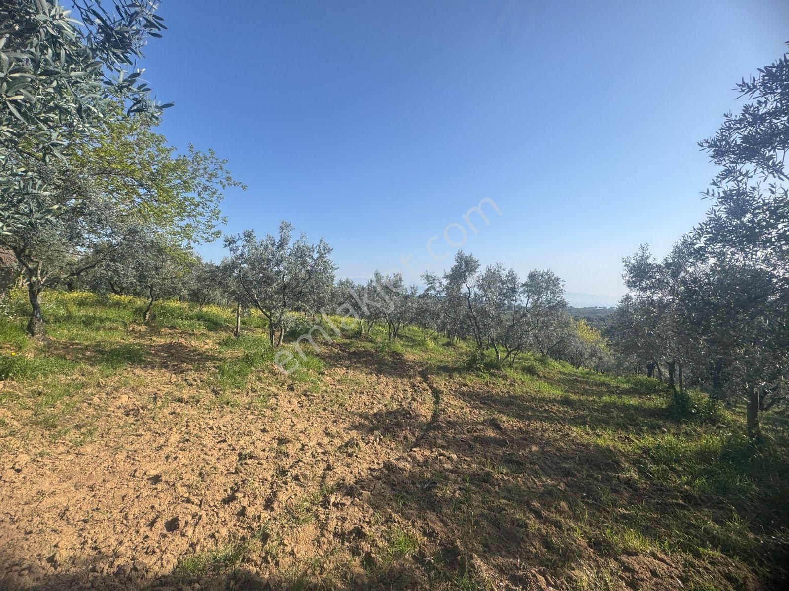 Kumla Konak Emlak'tan Satılık Zeytinlik - Görsel 8
