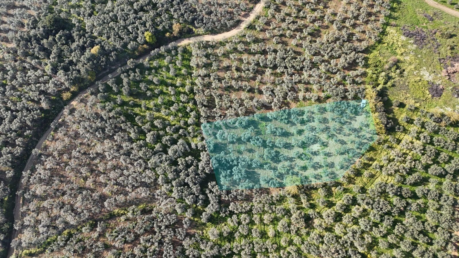 Kumla Konak Emlak'tan Satılık Zeytinlik - Görsel 10