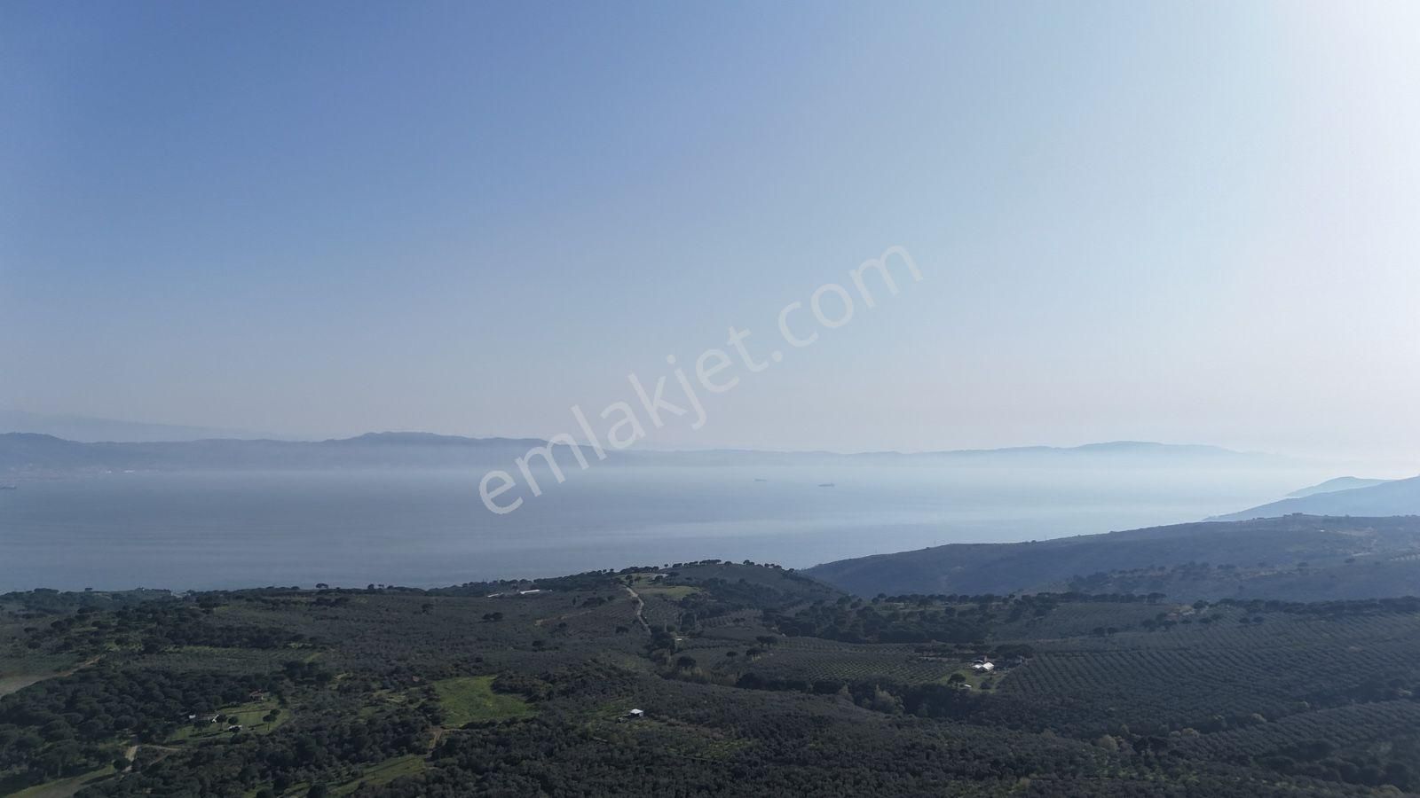 Kumla Konak Emlak'tan Satılık Zeytinlik - Görsel 17